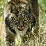 Lince Doñana Lince Doñana