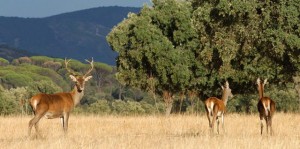 Ahora les toca a los montes