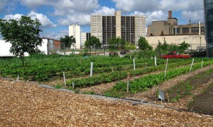 Detroit-de-la-ruina-total-al-desarrollo-verde-gracias-a-huertos-ecologicos