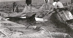 captura de orcas 1