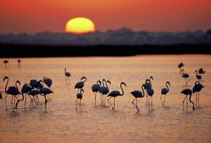 flamencos