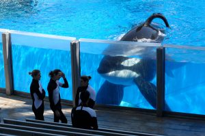 Tilikum (1)