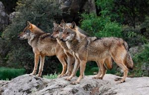 manada-de-lobos-ibericos